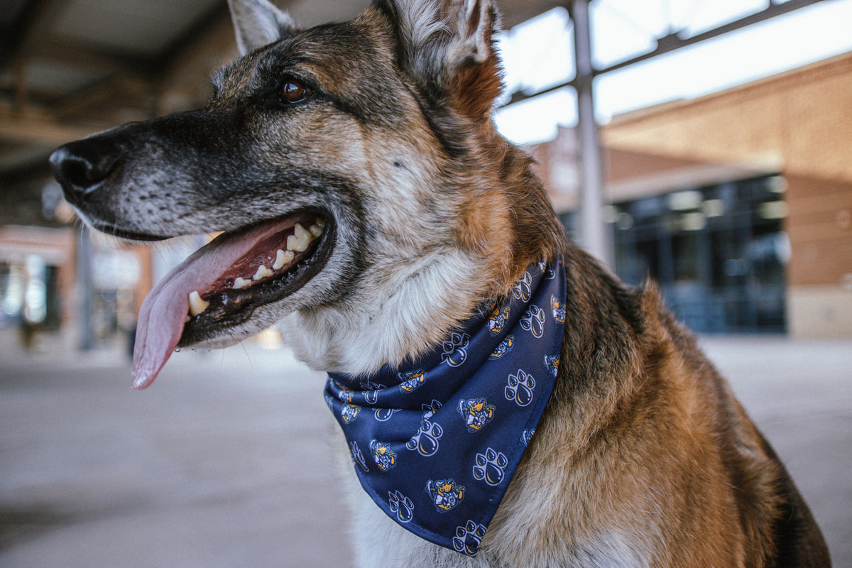 Midland RockHounds All Star Dogs Pet Bandana